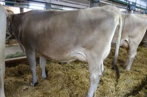 k-Jongleur bei Schneeberger